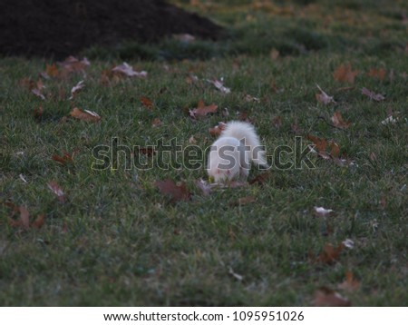 rare albino squirrel