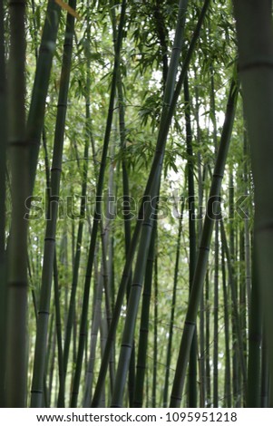 Pattern of vertical bamboo sticks in a french public garden. Close up view of tropical plants with green foliage in background. Abstract design with long dark lines in the nature. Natural picture.