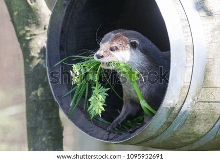 Small claw otter gathering nest material - Fresh green grass