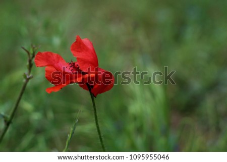 
red poppy in a meadow