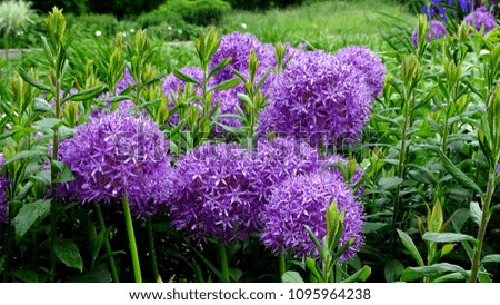 purple Blossoming Flowers , Hemerocallis