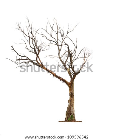 Single old and dead tree  isolated on white background Royalty-Free Stock Photo #109596542