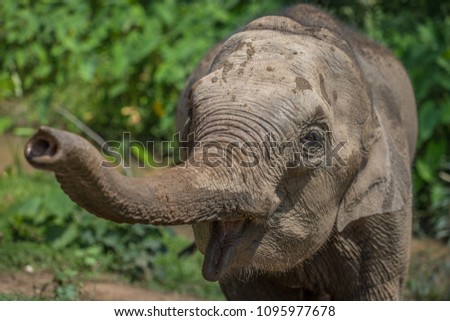 Happy Baby Elephant