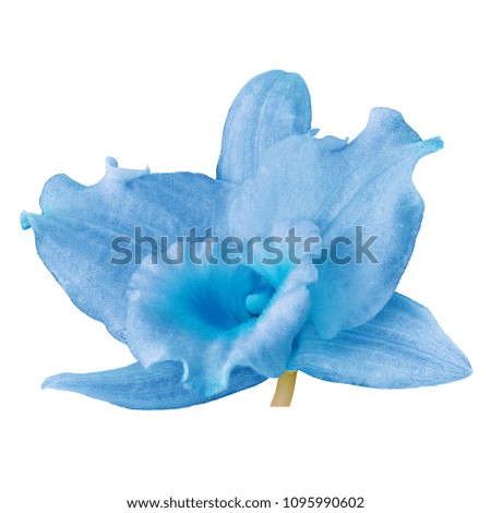 A light blue cyan orchid flower, isolated white background. Flower bud close-up. Element for design.