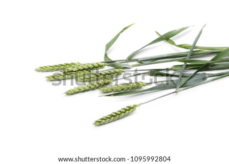 Green wheat isolated on white background
