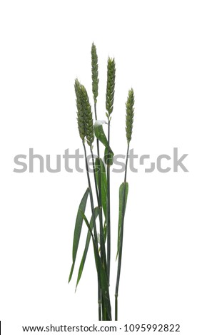 Green wheat isolated on white background, clipping path