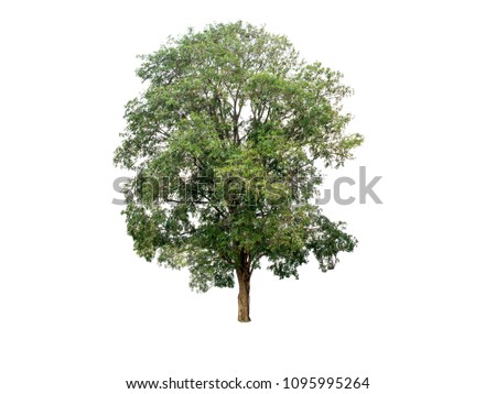 Tamarind tree isolated on white background. Tamarindus indica isolated on white background.