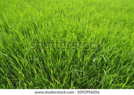 Green grass background. Focus on foreground.