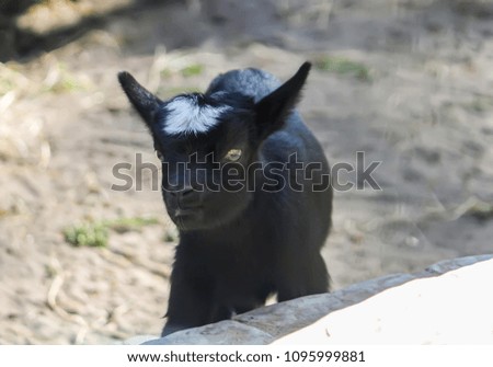 Lovely little black goat outdoors