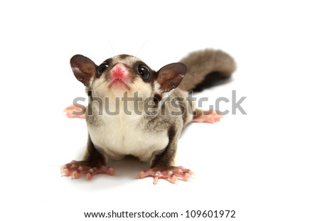 young sugar glider looking photographer on white background