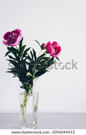 The branches of the pink peony, which stands in a glass vase. The image is made against a white wall.