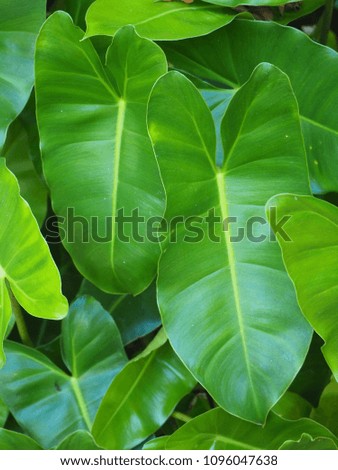 green leaves bright