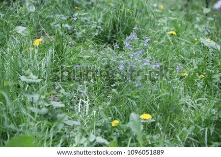 Yellow dandelions in the field