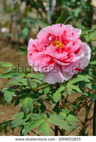 Colorful and vivid flowers of Paeonia in Japan