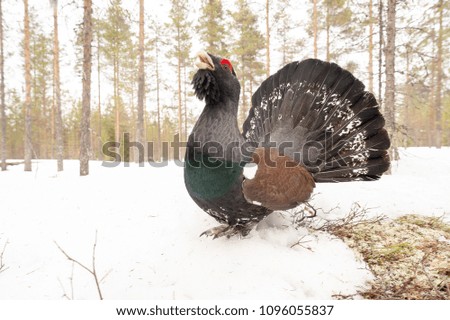 WESTERN CAPERCAILLIE MALE IN TAIGA FOREST