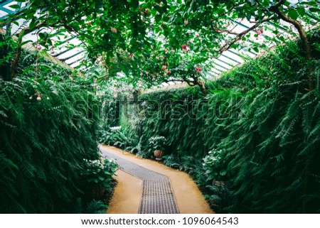 Beautiful greenhouse full of green fresh plants and ferns