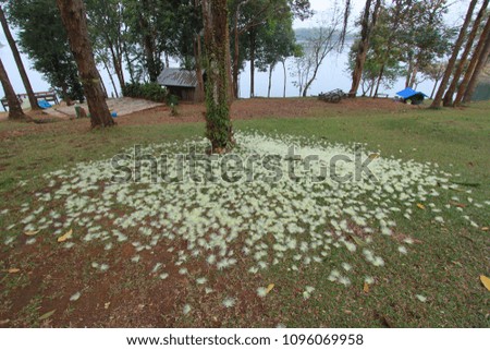 White flowers fall under the tree.