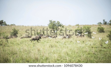 Wildebeest in the African bush