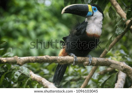 A beautiful Toucan resting on a branch in the Amazon forest