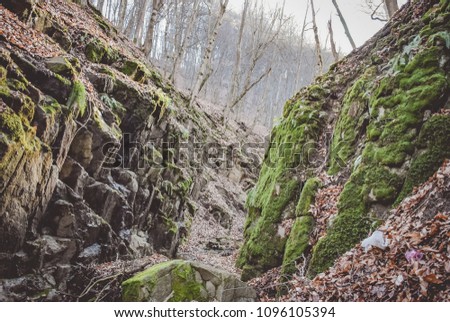 Canyon in forest