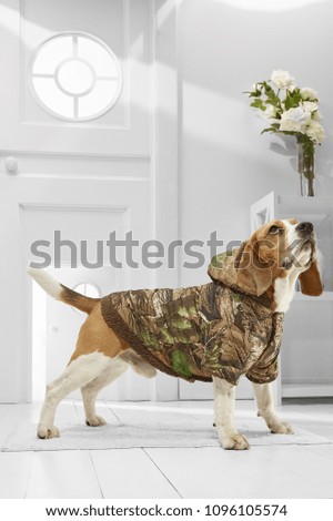 Full length portrait of dressed Beagle in the white room. Side view of the cute dog in a parka. The adorable pet standing on the floor on the rug in the hallway, looking up, ready to go out.