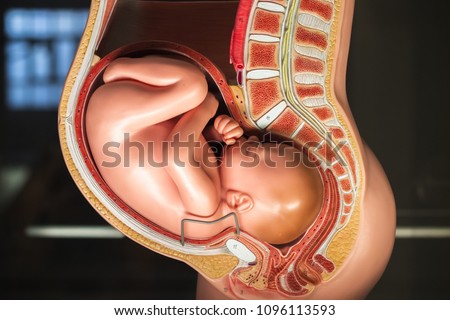 Ninth month pregnancy pelvis anatomy model on display at a science museum, London Royalty-Free Stock Photo #1096113593