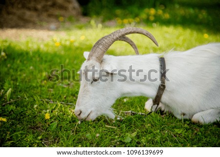 white goat on the pasture