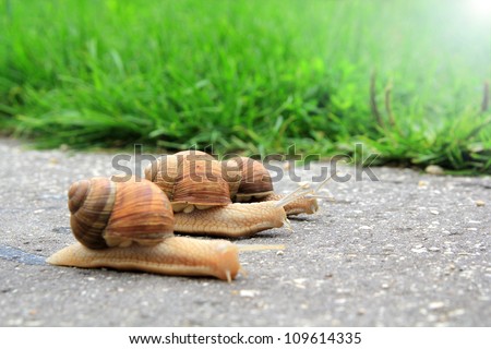 snail run Royalty-Free Stock Photo #109614335
