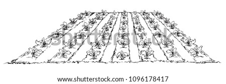 Eco green early lush ripe soy bush flora culture sow on tillage furrow mulch patch isolated on white background. Line ink hand drawn vegan scene sketch in retro doodle cartoon style and space for text Royalty-Free Stock Photo #1096178417