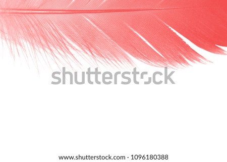Beautiful frame red maroon feather isolated on white background with copy space