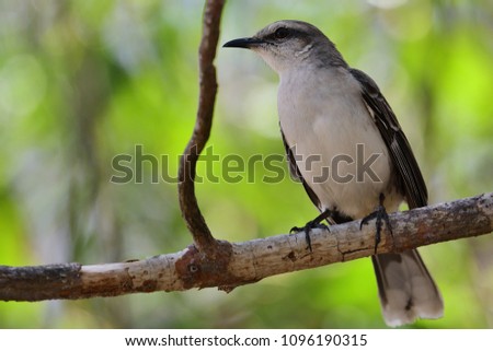 Portrait of a tropical mockingbird perched on a branch