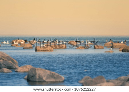 A beautiful spring landscape at the beach with a colony of birds. Swans, cormorants, gulls relaxing on the stones at the beach. Seaside scenery.
