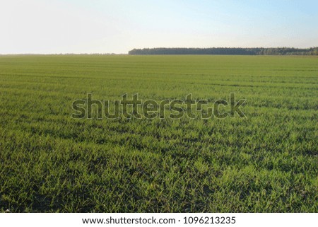 Green, sown field with a clear sky