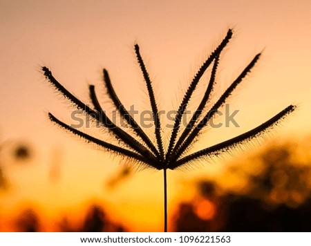 grass flower under light of sunset background,The shadow of the grass flowers .Selection focus only on some points in the image,