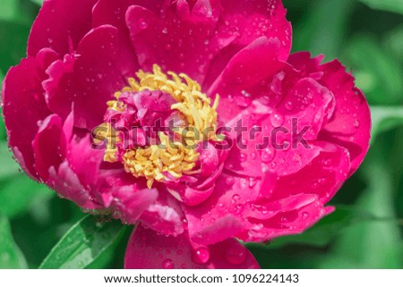 peony on green background