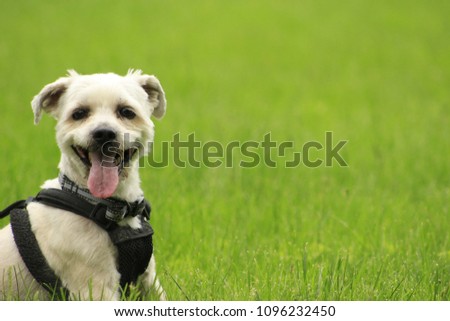 Small yorkie shih-tzu known as a shorkie dog panting in grass with copy space. great picture for book cover, magazine or blogs.