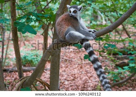Ring tailed lemur outdoor forest image
