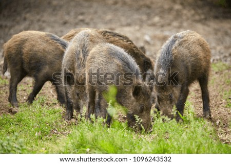Juvenile wild hogs rooting, searching for food in the forest