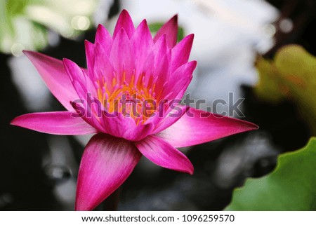 pink Lotus flower plants