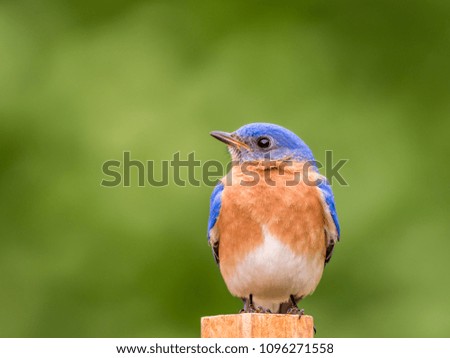 Eastern Bluebird, Sialia sialis, male perched with simple green background room for text