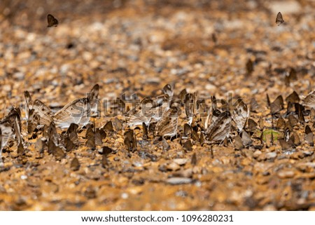 Group of butterflies puddling on the ground and flying in nature,(Ban Krang),Kaeng Krachan National Park,Phetchaburi,Thailand