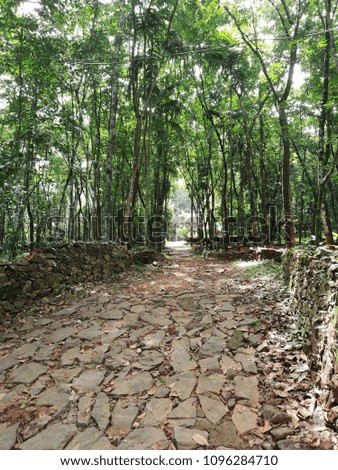 Stone made pathway in a village surrounding with green trees and Greenery