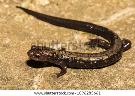 Peaks of Otter Salamander (Plethodon hubrichti)