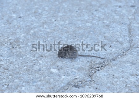 small grey mouse