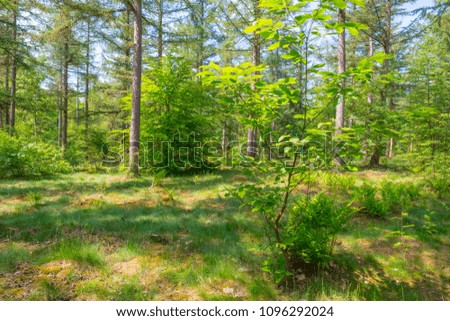 Path in a forest in sunlight in spring 
