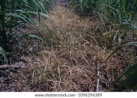 weed control in sugarcane, burn down from post emergence herbicide