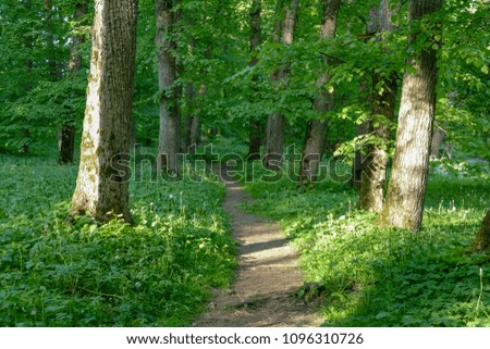 Forest path on a sunny spring day. Park in the city Iecava, Latvia.