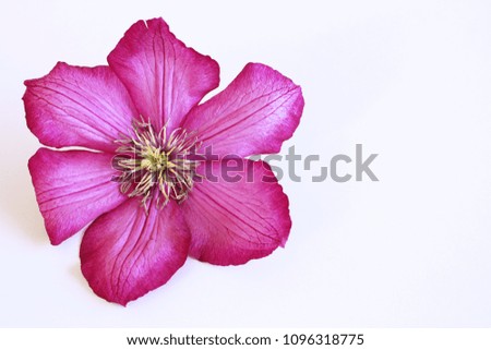 Styled stock photo. Feminine floral table composition with purple clematis flower on  white wooden background. Empty space. Top view. Picture for blog.