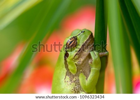 european green tree frog, Hyla arborea, resting by day, croaking by night in the wild in a cyprus garden.
