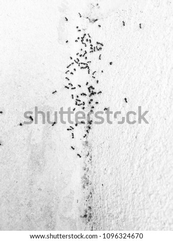 The ants walk neatly on the wall.